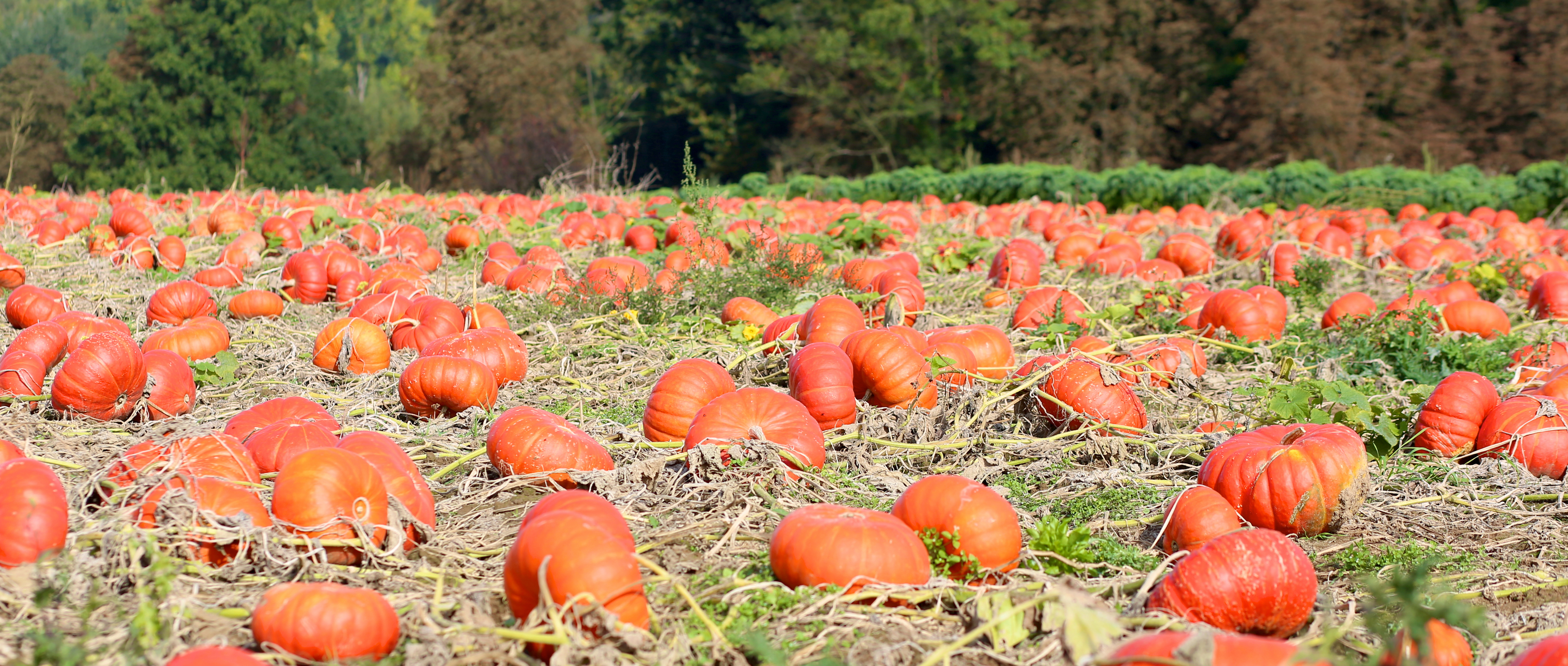 Photo credit:  CroMary / shutterstock.com